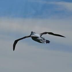 Northern royal albatross