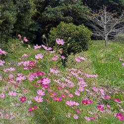 Roadside flowers