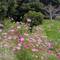 Roadside flowers