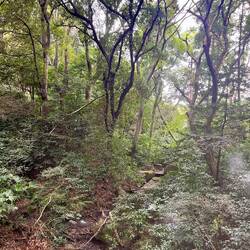 The stream - so picturesque