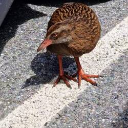 Weka