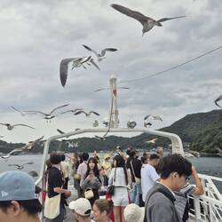 Bootstour mit Möwenbegleitung