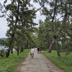 Kiefernwald auf der Sandbank