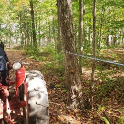 Maple syrup lines from tree to tree