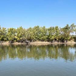 Rosie thinks this is carp damage caused to these cottonwoods