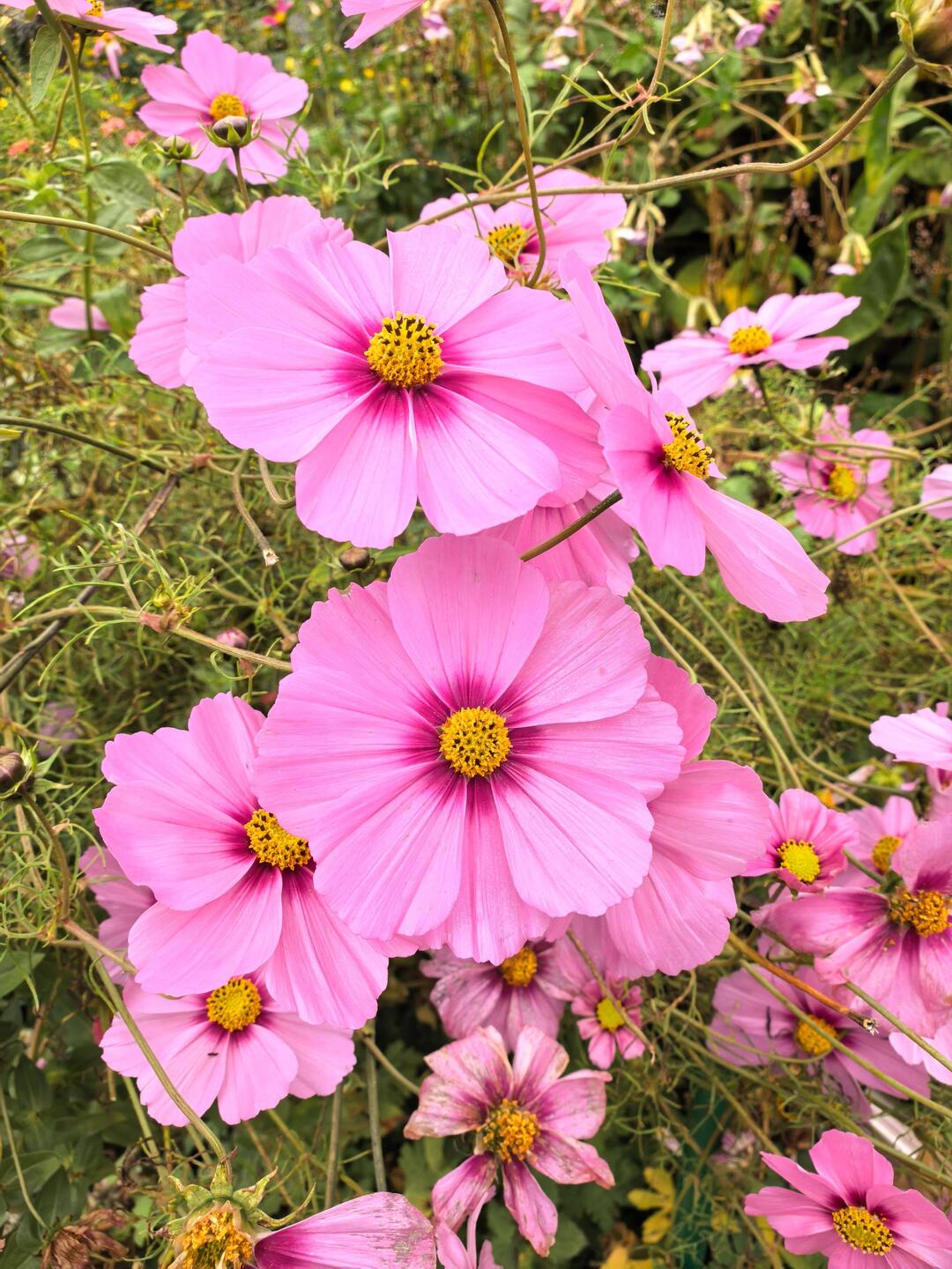 Flower bombing from Monet's garden in Giverney.