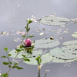 Proof of life of a water lily.