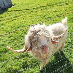 Angora goat