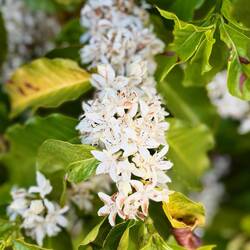 Aktuell wird der Kaffee zur Blüte gebracht