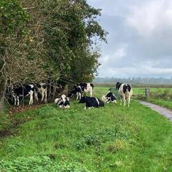 Voorbij het wildrooster met de koeien gekomen