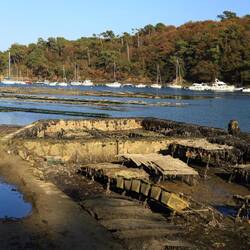 Austernbänke in der Belonmündung
