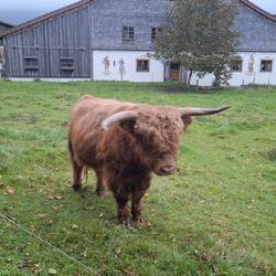 This guy said hello on my morning run