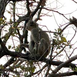 "Blaue Affen“ (Vervet Monkey)
