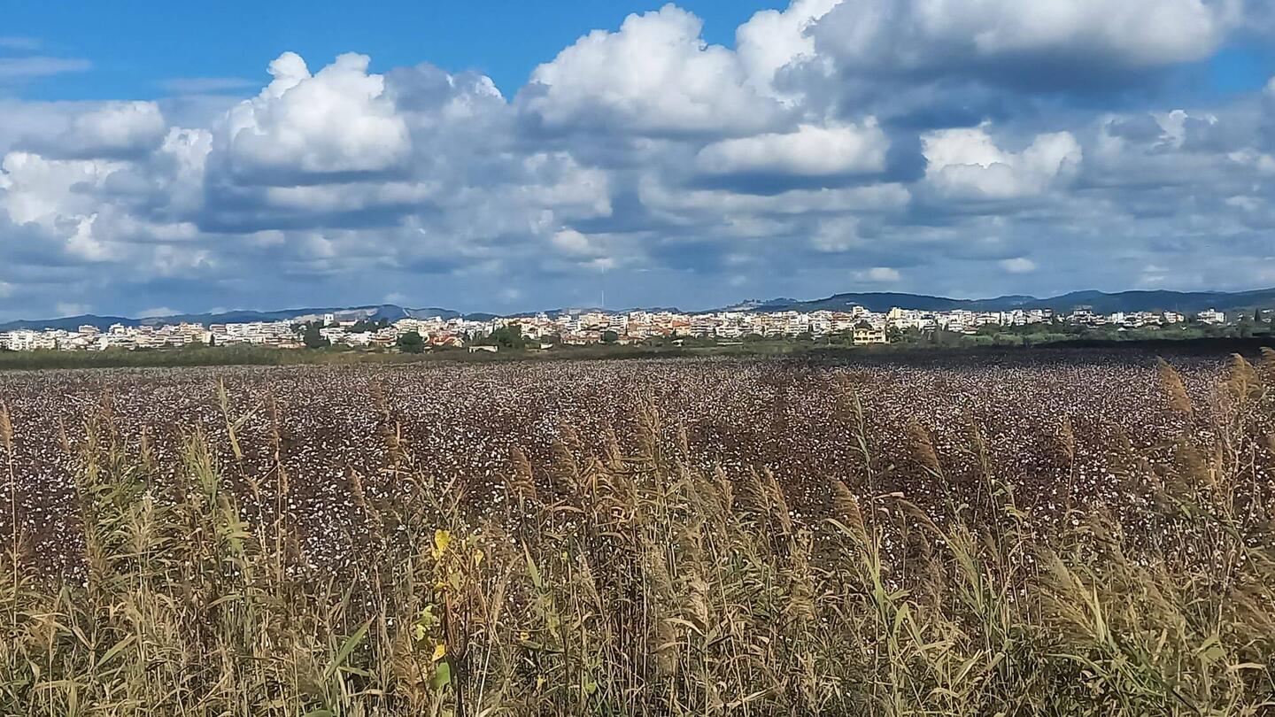 Champ de coton