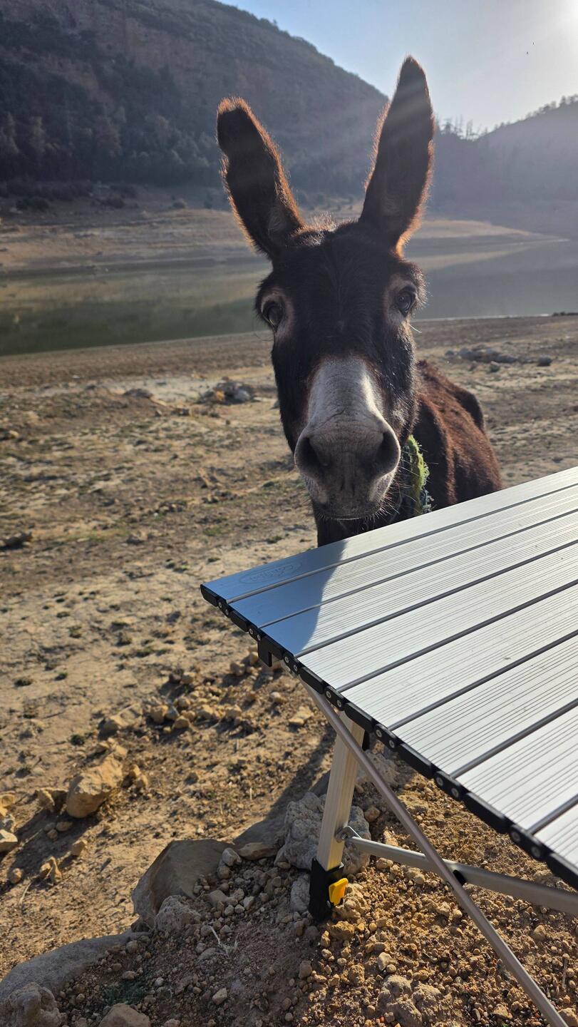 "Joe" our new donkey pet