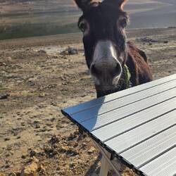 "Joe" our new donkey pet