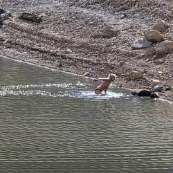 Elfi doing what she loves best, swimming😅