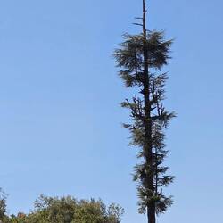 A lone Cedar tree reminding of forests of a time gone by.