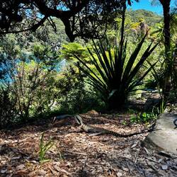 Een van de vele Leguanen