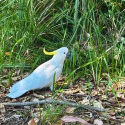 Cockatoo :) Helemaal heppie