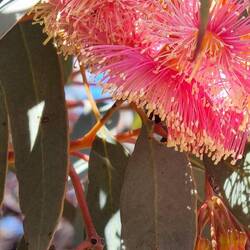 Gumnut blossom.