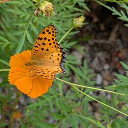 Der liebt orange 😉