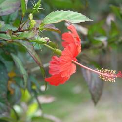 Hibiskus