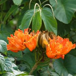 Blüte des piss piss Baums