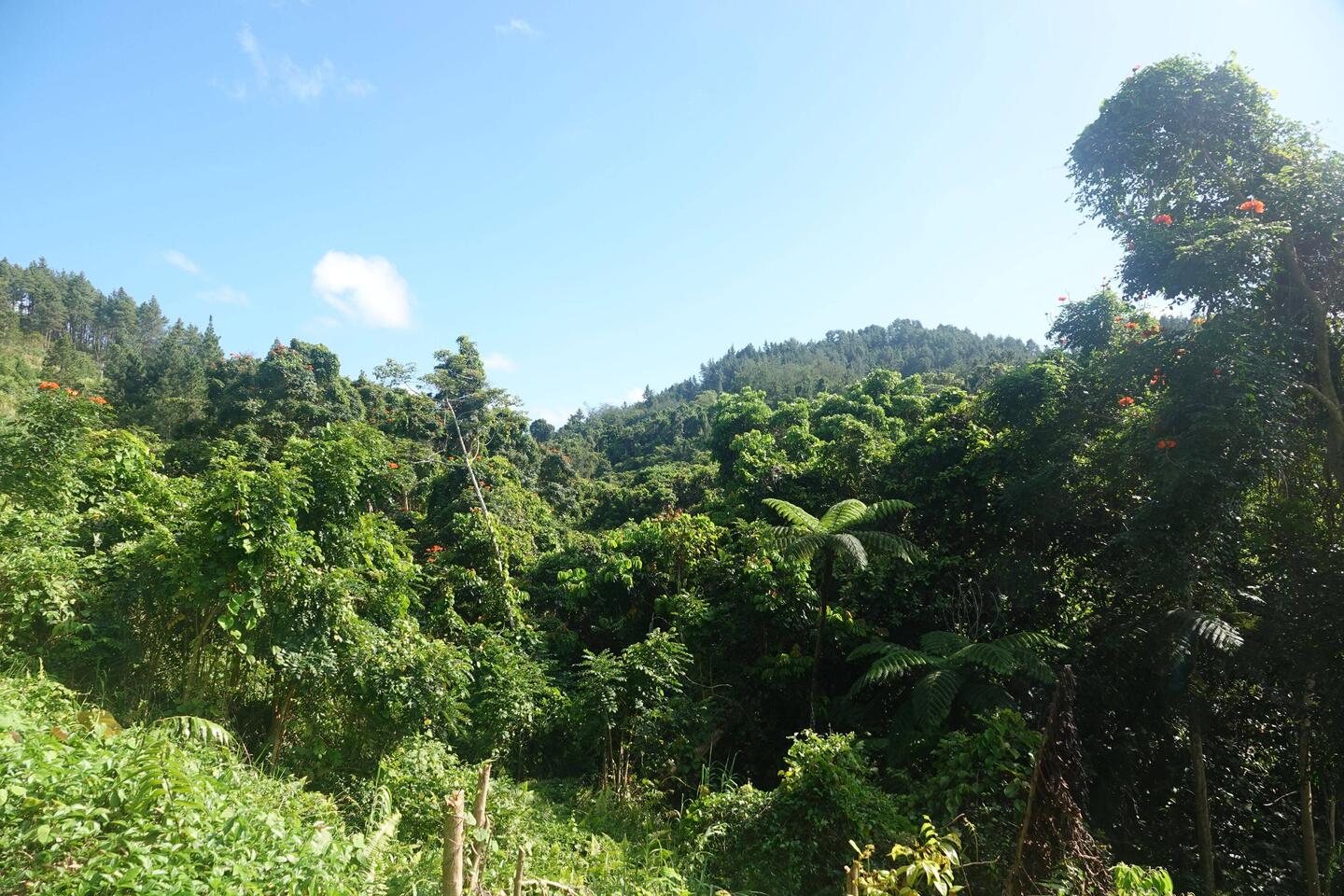 Der fijianische Schwarzwald