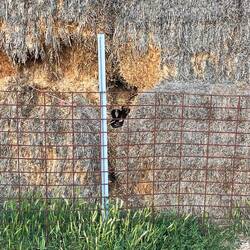 Erste Brown snake 🐍