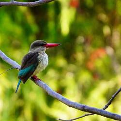 Brown-hooded kingfisher
