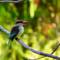 Brown-hooded kingfisher