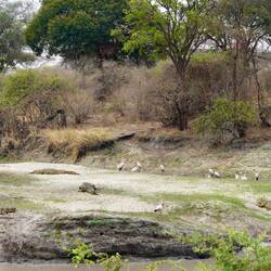 Pelican und ein paar wenige herzige Crocs...