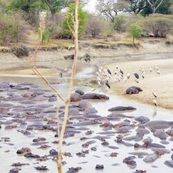 Hippos, yellow billed storks, Marabu storks