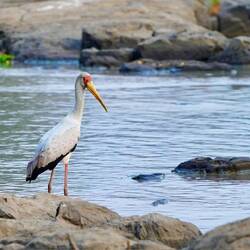 Yellow billed stork watching...