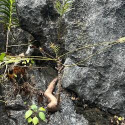Trees growing right out of the rocks