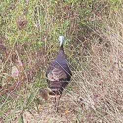 lief uns über den Weg im Parc-du-Lac-des-Fées