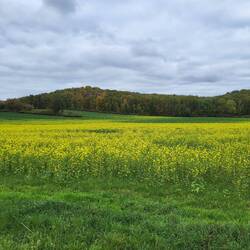 Senf oder Raps? Der Jahreszeit nach Senf, dem Geruch nach Raps....