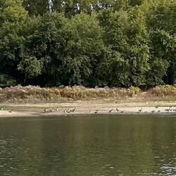 Canada geese take a breather on their way south