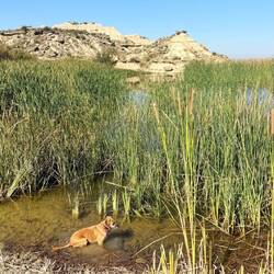Chouette !! une oasis bienvenue pour Cannelle au milieu des grenouilles 🐸