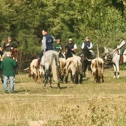 C'est la feria du village ! C'est les Vaquillas ! ( courses de taureaux non destinés à la corrida 😅)