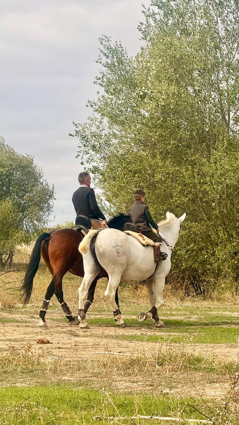 Surprise à Cortès ! Chevaux et taureaux déboulent dans notre champs 😅
