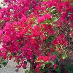 Bougainvillea