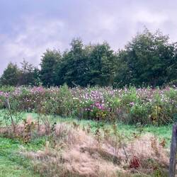 Collectief van boeren die al decennia wilde bloemen zaaien
