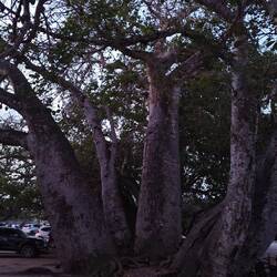 Baobab an der Kongo Moschee