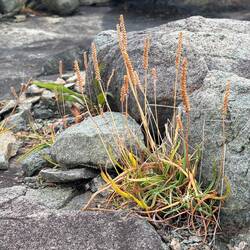 Grasses in the rocks