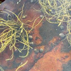 Sea weed and snails