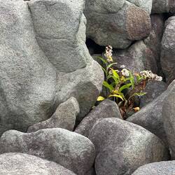 Life amoung the rocks