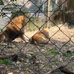 Löwen im Zoo