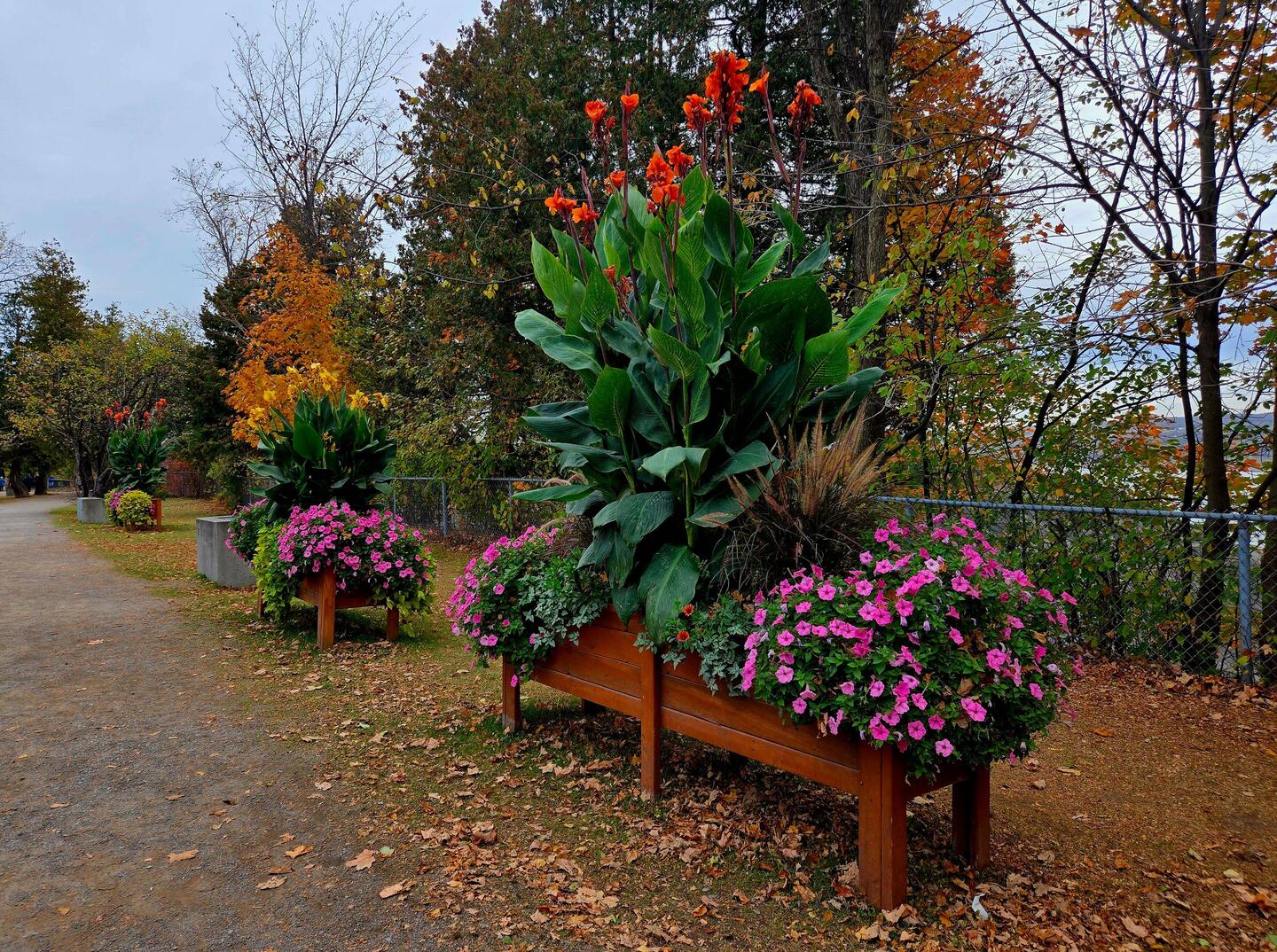 Lots of flowers still looking really good